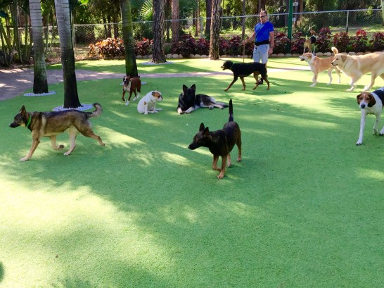 Artificial Grass Photos: Artificial Lawn Fontana, California Dog Park, Dogs Park