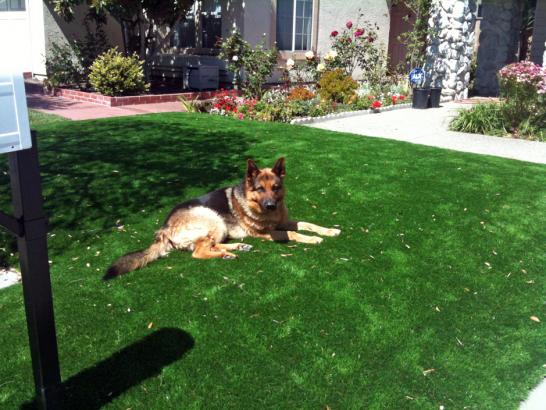 Artificial Grass Photos: Grass Carpet Leona Valley, California Dog Pound, Front Yard Ideas