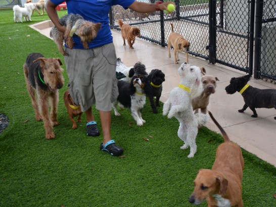 Artificial Grass Photos: Grass Installation Avalon, California Pictures Of Dogs, Dogs