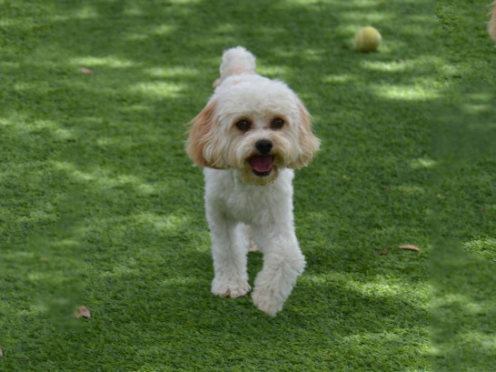 Artificial Grass Photos: Grass Installation Fort Irwin, California, Dogs Park