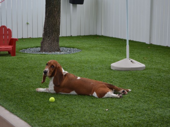 Artificial Grass Photos: Grass Turf Colton, California Dog Grass, Dogs