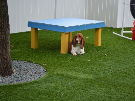 Artificial Grass Photos: Green Lawn Needles, California Dogs, Dogs Runs