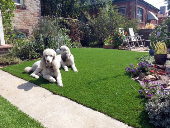 Artificial Grass Photos: How To Install Artificial Grass Agua Dulce, California Dog Parks, Dogs Park