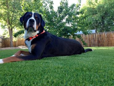 Artificial Grass Photos: Plastic Grass La Puente, California Grass For Dogs,  Dog Kennels