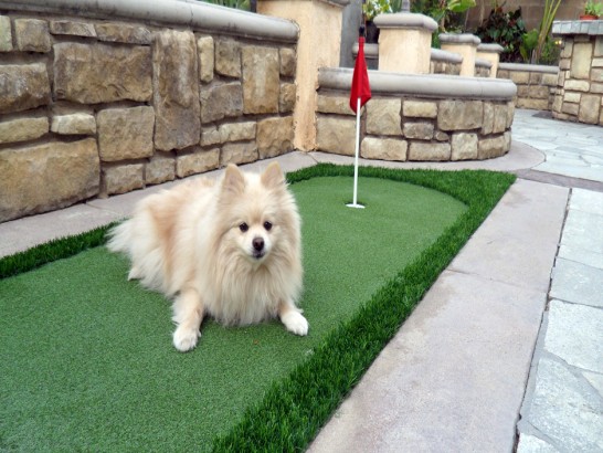 Artificial Grass Photos: Synthetic Grass Cost Lennox, California Pet Turf, Backyards