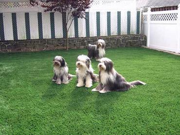 Artificial Grass Photos: Synthetic Grass Westmont, California Indoor Dog Park, Backyard Ideas