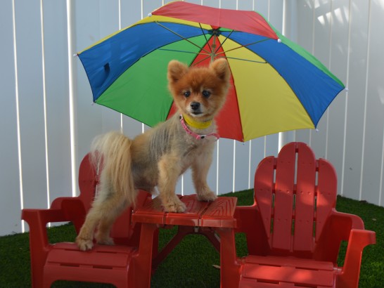 Artificial Grass Photos: Synthetic Lawn Lake Hughes, California Dog Running,  Dog Kennels