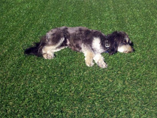 Artificial Grass Photos: Synthetic Turf Supplier Industry, California Dogs, Grass for Dogs