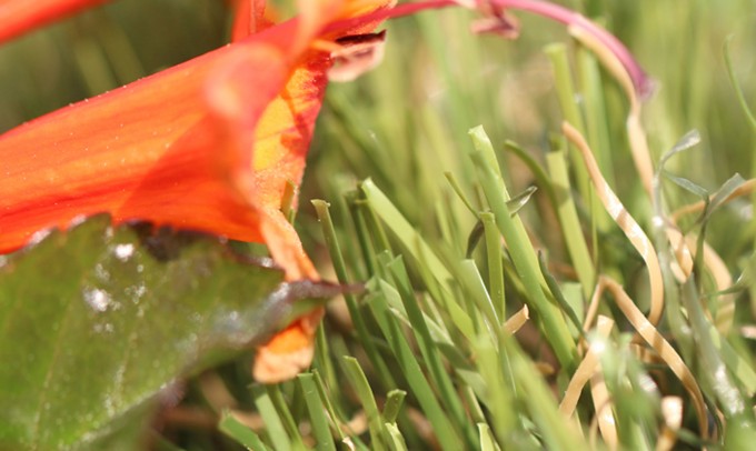 All Natural-75 syntheticgrass Artificial Grass Inland Empire, California