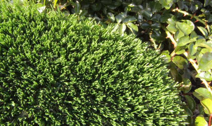 Hollow Blade-73 syntheticgrass Artificial Grass Inland Empire, California
