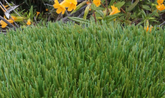 V Blade-64 syntheticgrass Artificial Grass Inland Empire, California