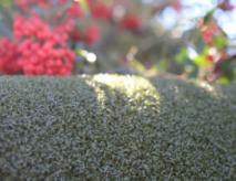 Putting Green Grass