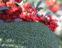 Artificial Putting Green