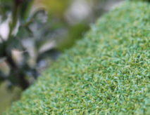 Practice Putting Green